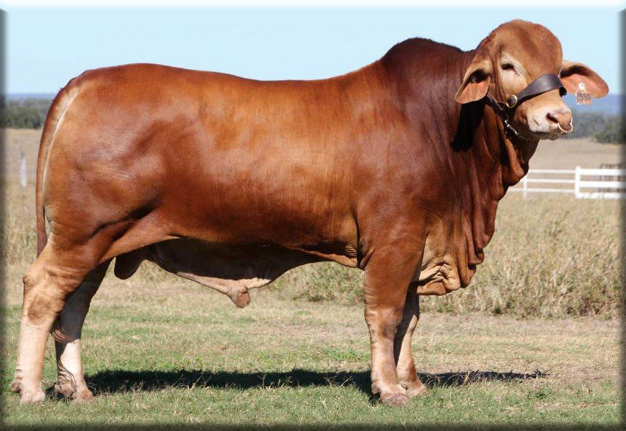 Billabong Alexander, $20,000, was purchased in 2013 at the Billabong bull sale to add scale and content  but also polled genes to our herd. He is by Trafalgar Palestine and is donating semen for sale, at Cooper Downs, Banana
