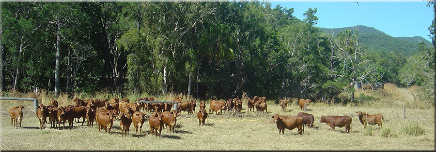 Parawanga Droughtmaster Cattle Stud Qld